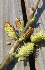 Salix gracilistyla