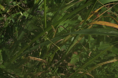 Allium senescens glaucum