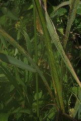 Allium senescens glaucum