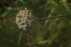 Allium senescens glaucum