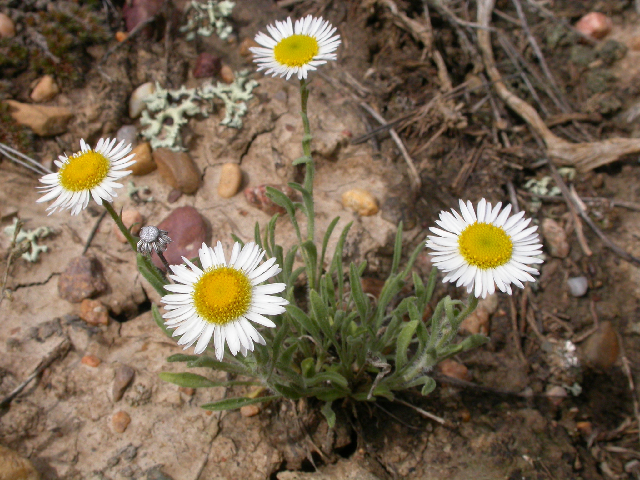 Erigeron ochroleucus