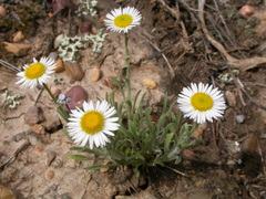 Erigeron ochroleucus