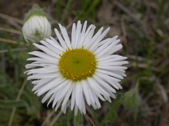 Erigeron ochroleucus