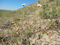 Erigeron ochroleucus