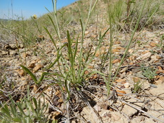 Erigeron ochroleucus