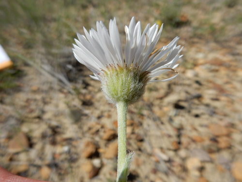 Buff Native Buff Fleabane (Erigeron ochroleucus) | Native Plant Guide