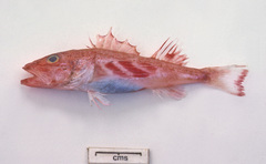 Lioscorpius trifasciatus