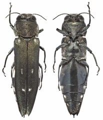Agrilus ater