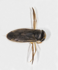 Callicorixa