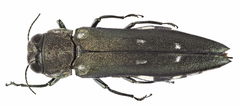 Agrilus ater