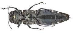 Agrilus ater