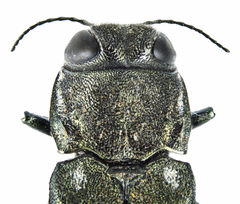 Agrilus ater