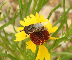 Copestylum marginatum