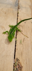 Naultinus