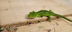 Naultinus