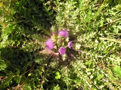 Cirsium acaule esculentum