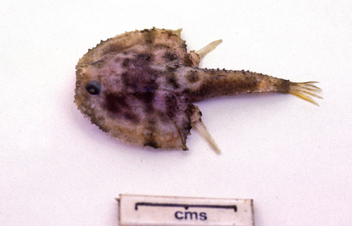 Halicmetus