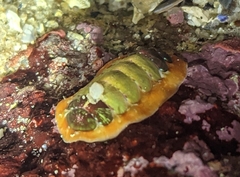 Dendrochiton flectens