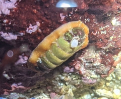 Dendrochiton flectens