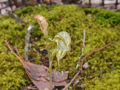 Pterostylis planulata