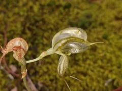Pterostylis planulata