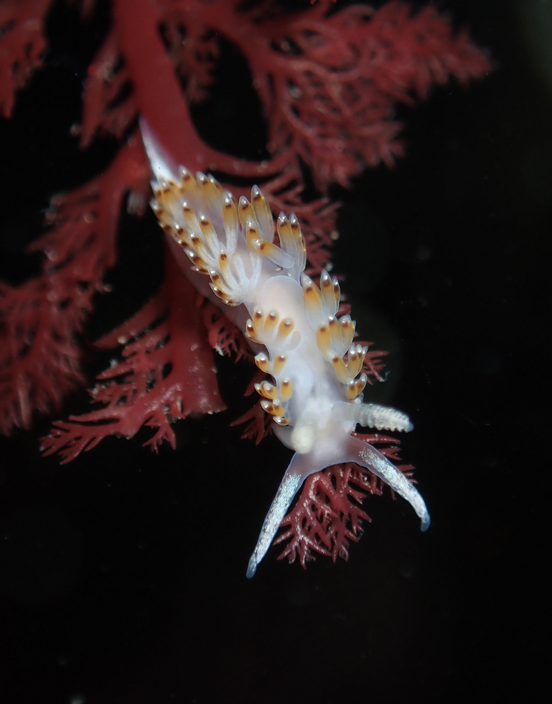 Apataoidea