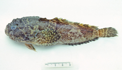 Batrachomoeus dubius