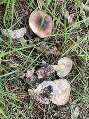 Rhodocollybia badiialba