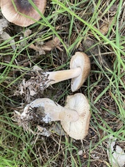 Rhodocollybia badiialba