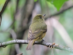 Mionectes oleagineus