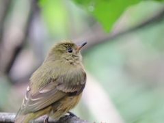 Mionectes oleagineus