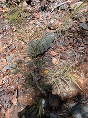 Acacia maidenii