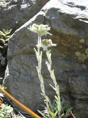 Leontopodium ochroleucum
