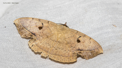 Hypopyra contractipennis