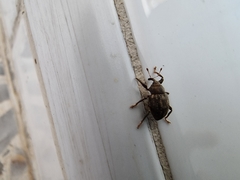 Neochetina eichhorniae