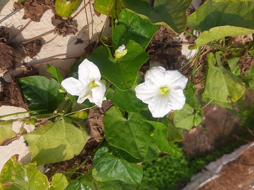 Ivy gourd