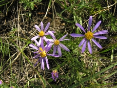 Galatella angustissima