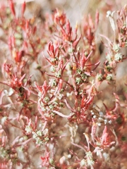 Megacorax gracielanus