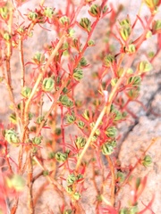 Megacorax gracielanus