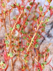 Megacorax gracielanus