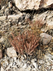 Megacorax gracielanus