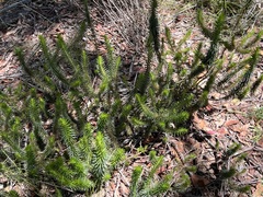 Melichrus adpressus