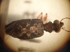 Scopodes