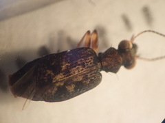 Scopodes
