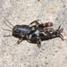 Smaller Sand Cricket - Photo (c) James Bailey, some rights reserved (CC BY-NC), uploaded by James Bailey