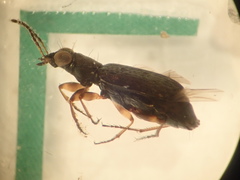 Scopodes