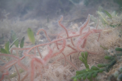 Dasya extensa