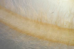 Dasya extensa