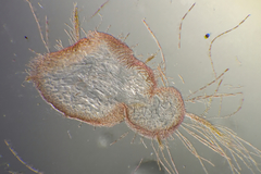 Dasya extensa