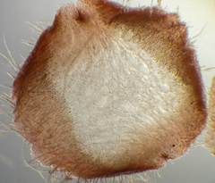 Dasya extensa
